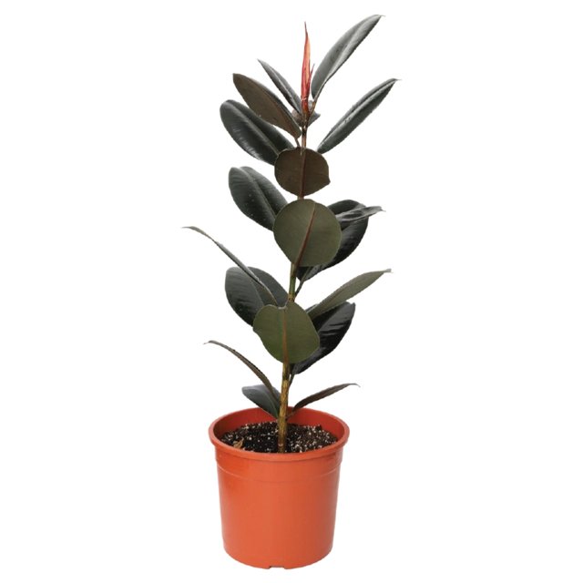 Ficus Robusta Medium Branch-Each