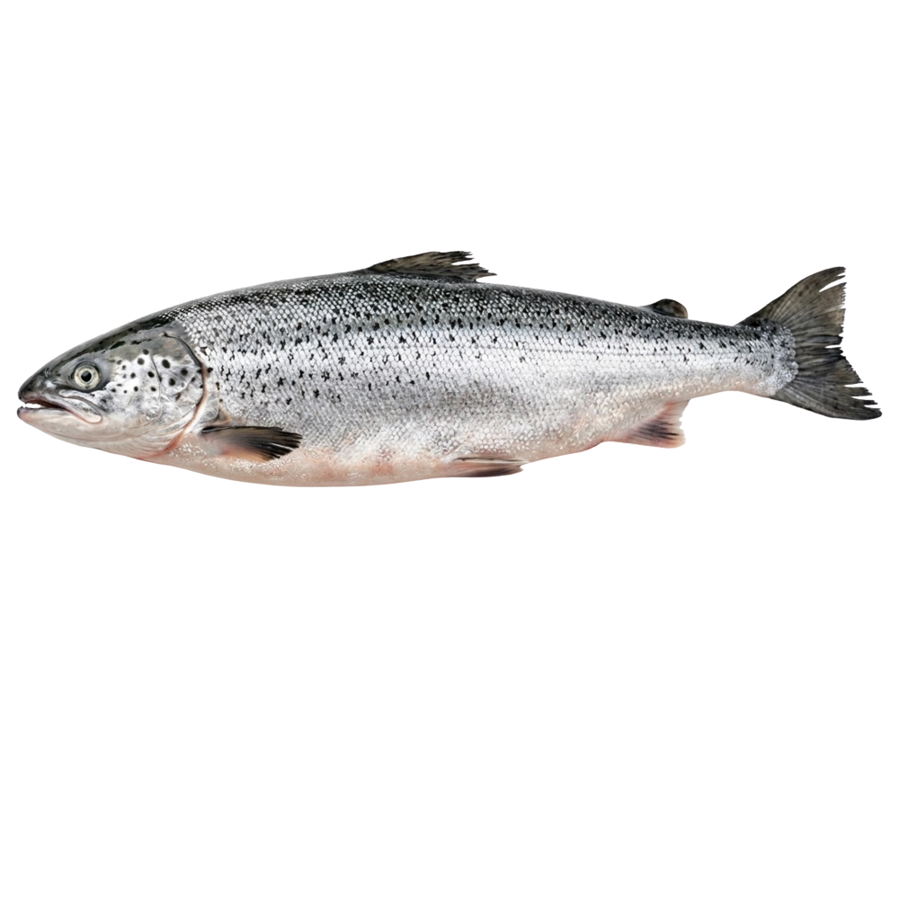 Salmon approx 2 to 3 KGS 5.0 KG