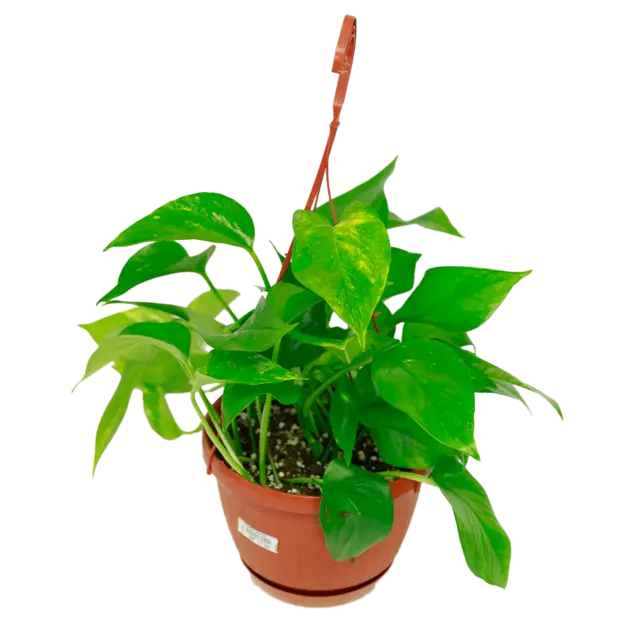 Scindapsus Hanging Plants-Each