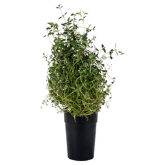Aromatic Thyme